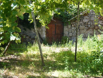 Wein&uuml;berwucherter Innenhof